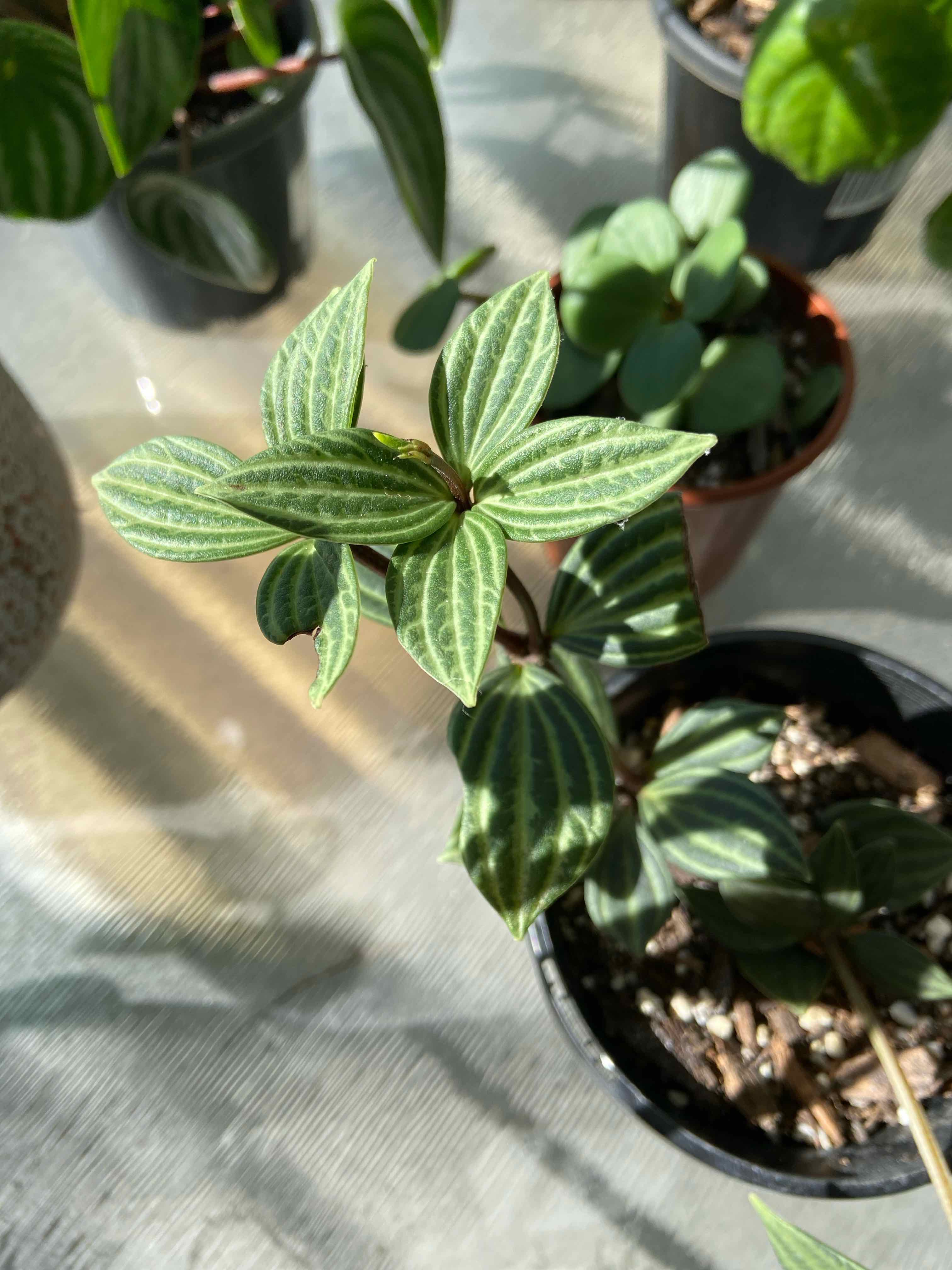 Parallel peperomia plant with striped leaves in a pot, well-framed and in focus.