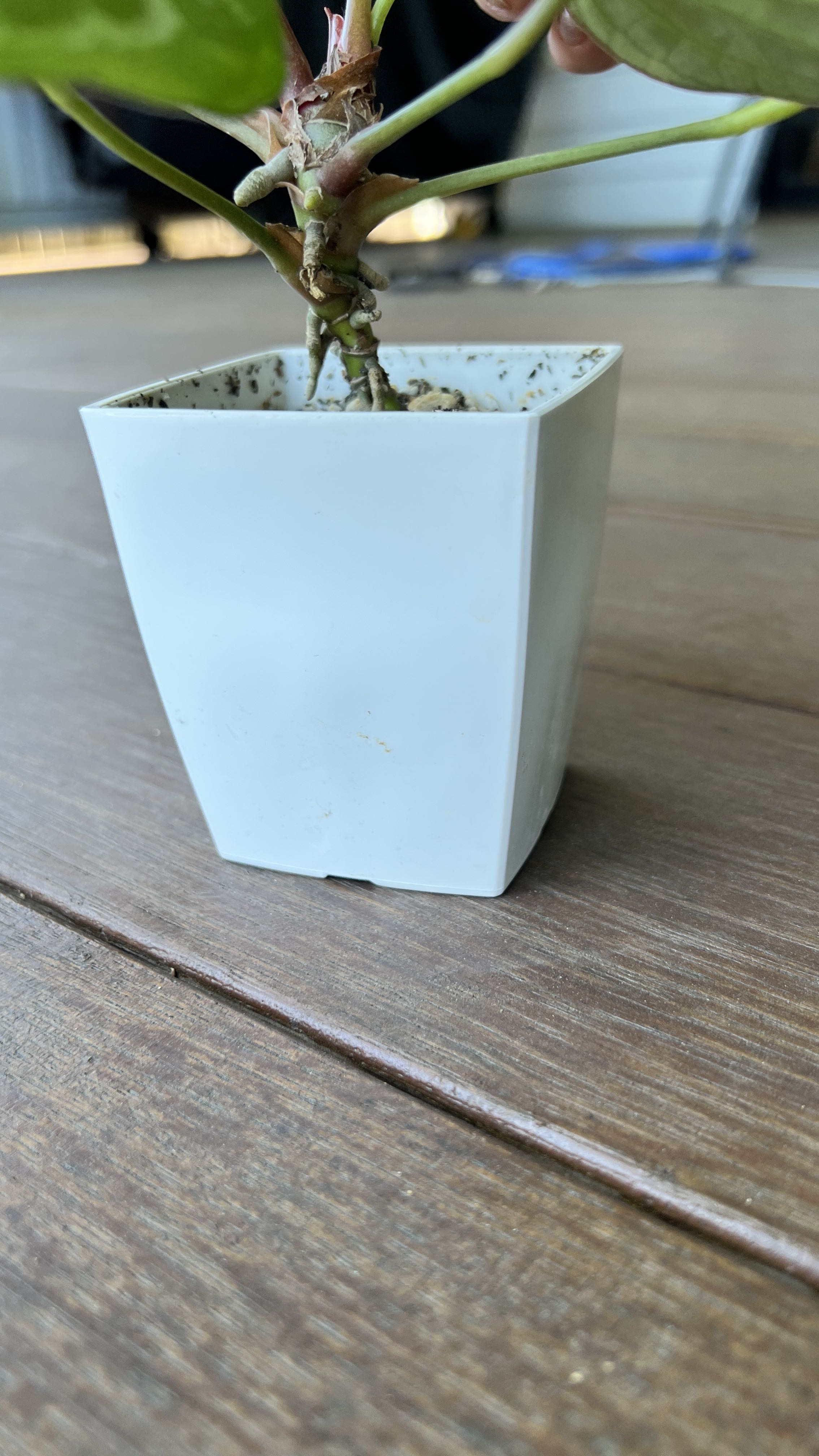 Photo from the post