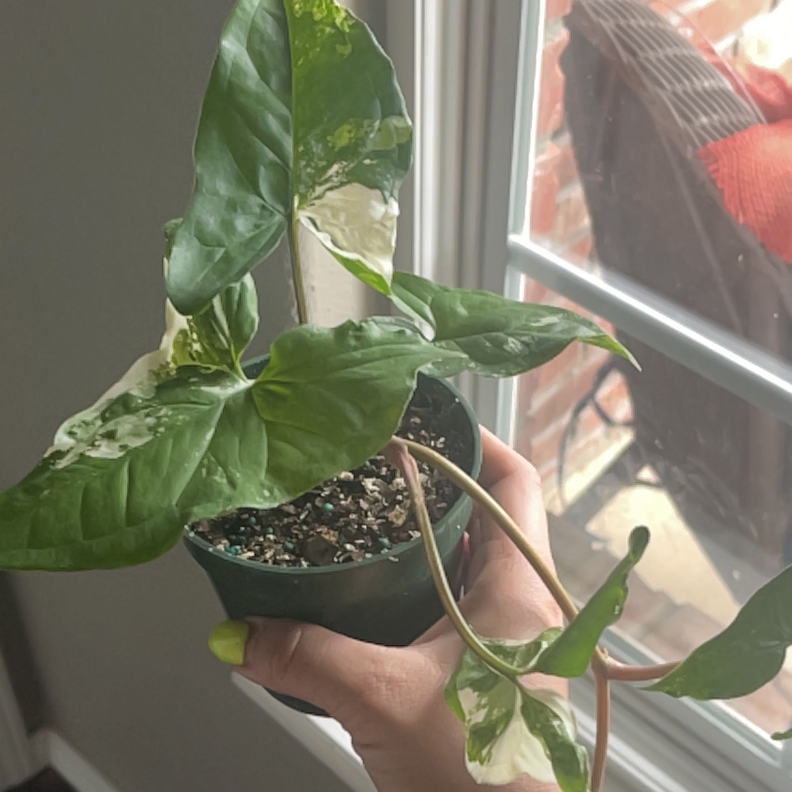 Photo of the plant species sygonium pixie by @MeaningfulBeans named Elina on Greg, the plant care app