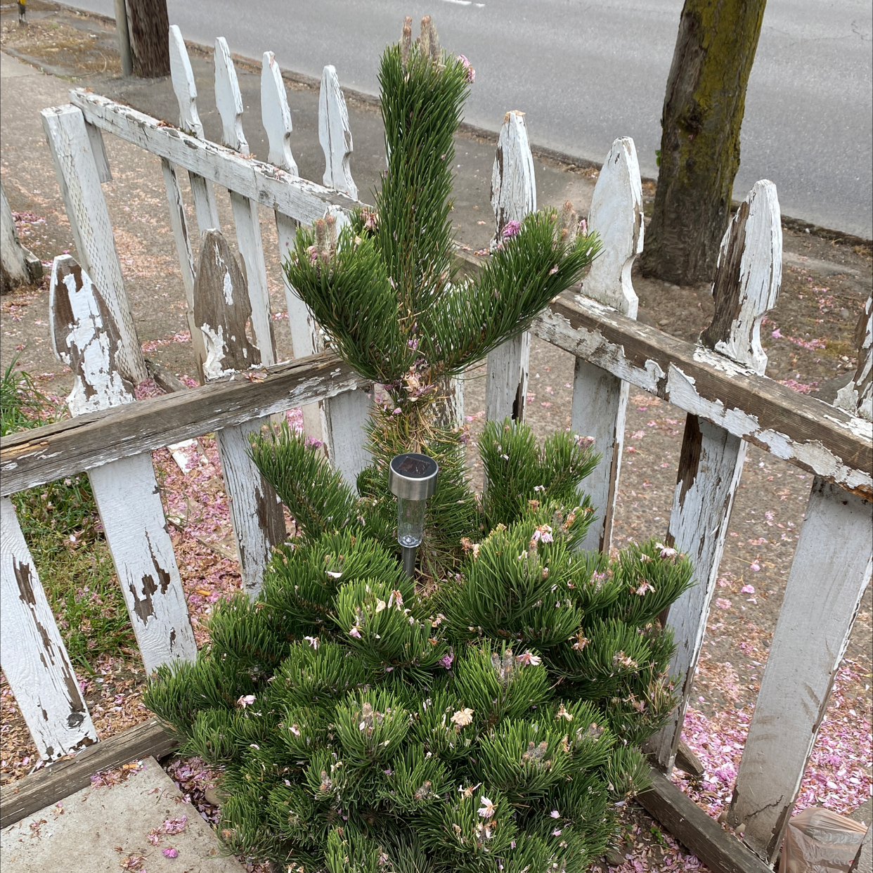 Plant care for Barnes Oriental Spruce on Greg, the plant care app
