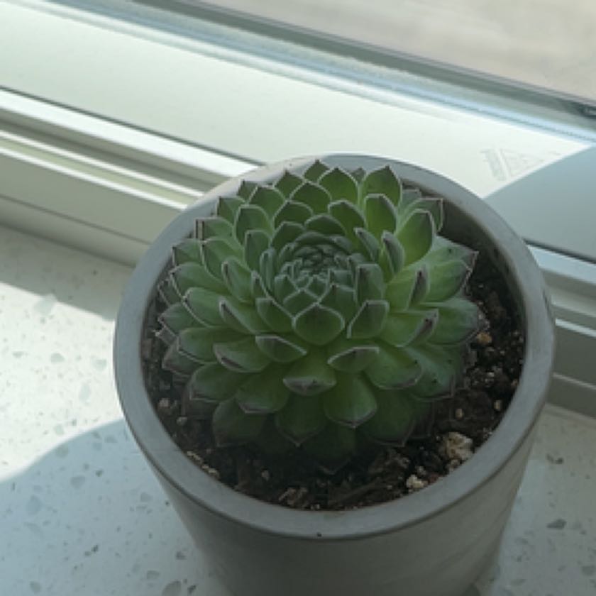 Photo of the plant species Hens and Chicks by @PreciseSeastock named Geo on Greg, the plant care app
