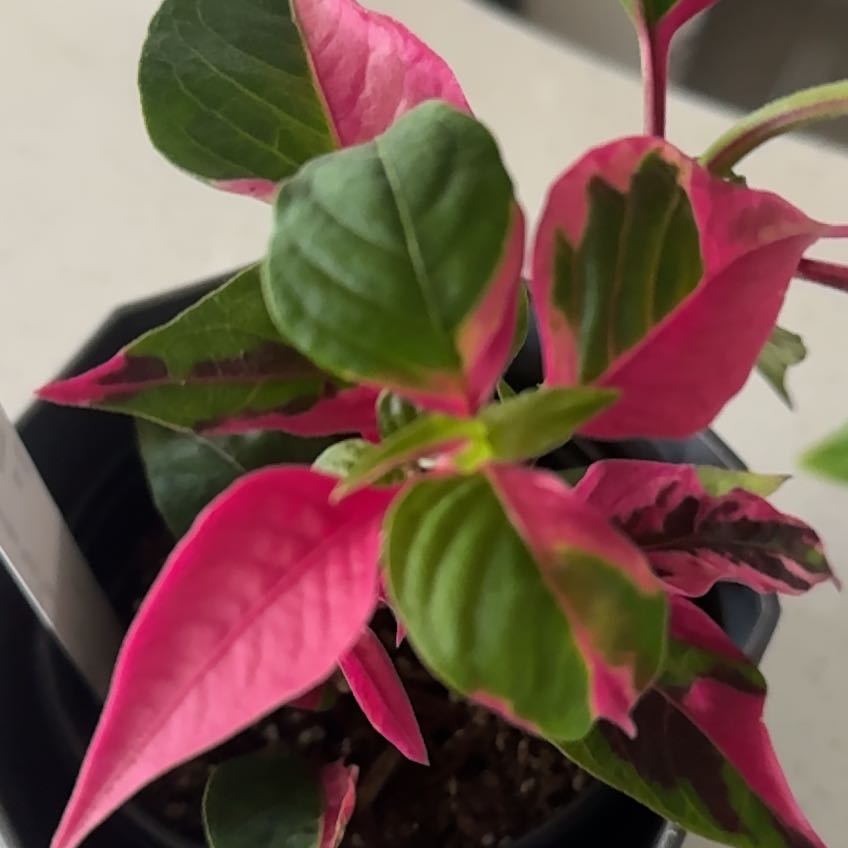 Photo of the plant species Party Time Alternanthera by @FastFlamelily named Calypso on Greg, the plant care app