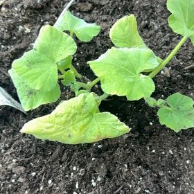 Photo of the plant species Butternut Pumpkin by @FastFlamelily named Butterball on Greg, the plant care app