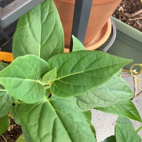 Photo of the plant species Mirabilis Jalapa by @HoorayThemiller named Sherlock on Greg, the plant care app