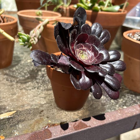 Photo of the plant species Crested Black Rose Aeonium by @SuddenPlantDad named Tracy on Greg, the plant care app