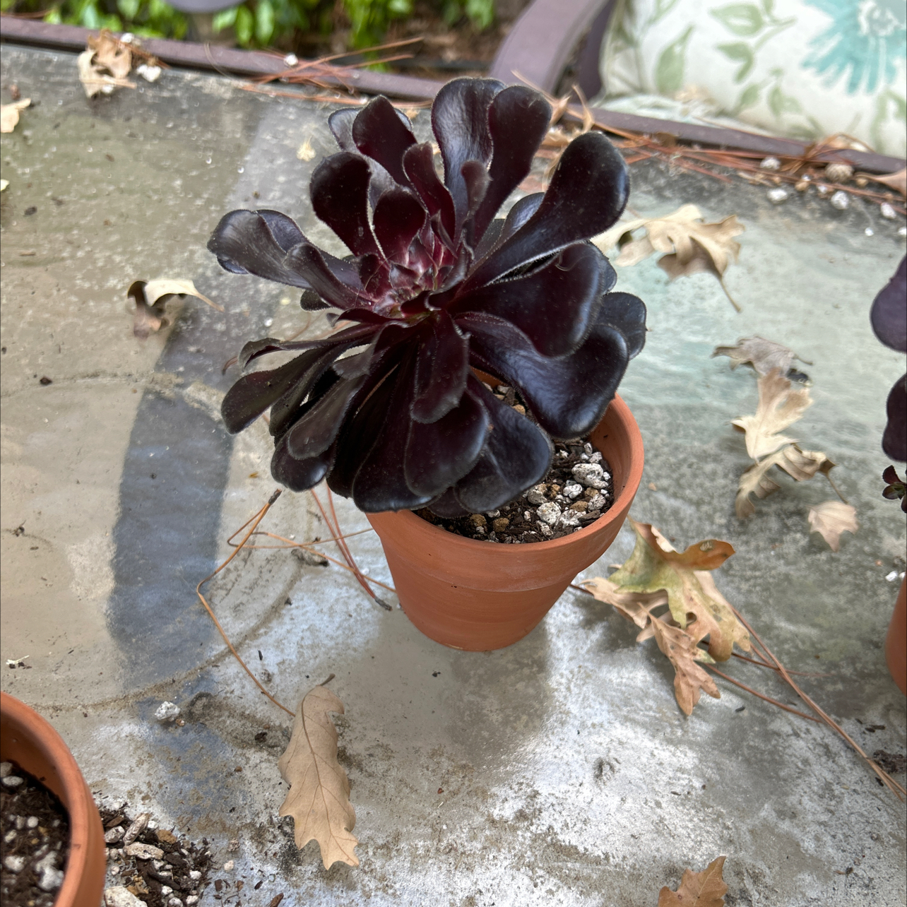 Photo of the plant species Aeonium 'Zwartkop Cristata' by @SuddenPlantDad named Tracy on Greg, the plant care app