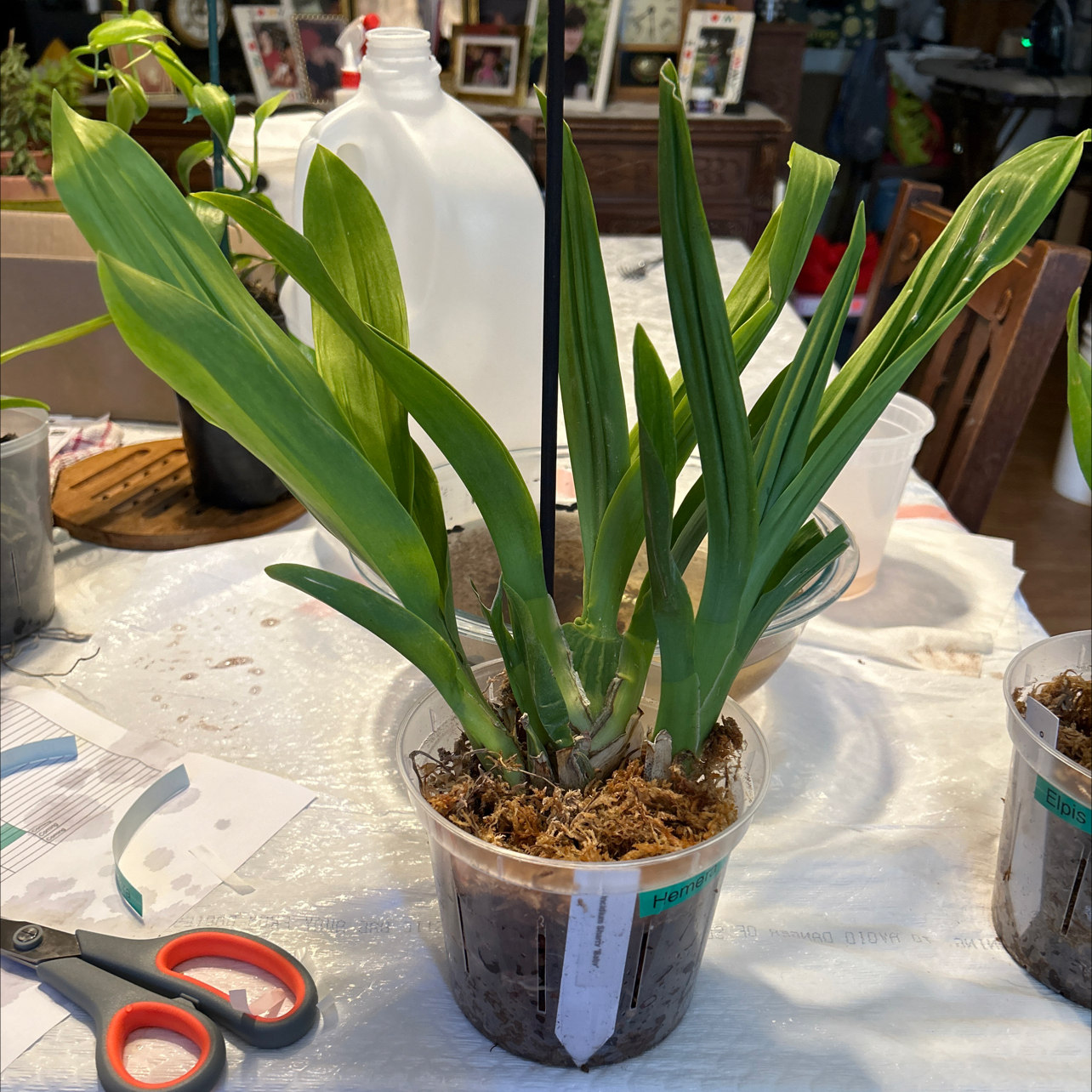 Oncidium sharry baby 'Sweet Fragrance' orchid in a clear plastic pot with visible soil and moss.