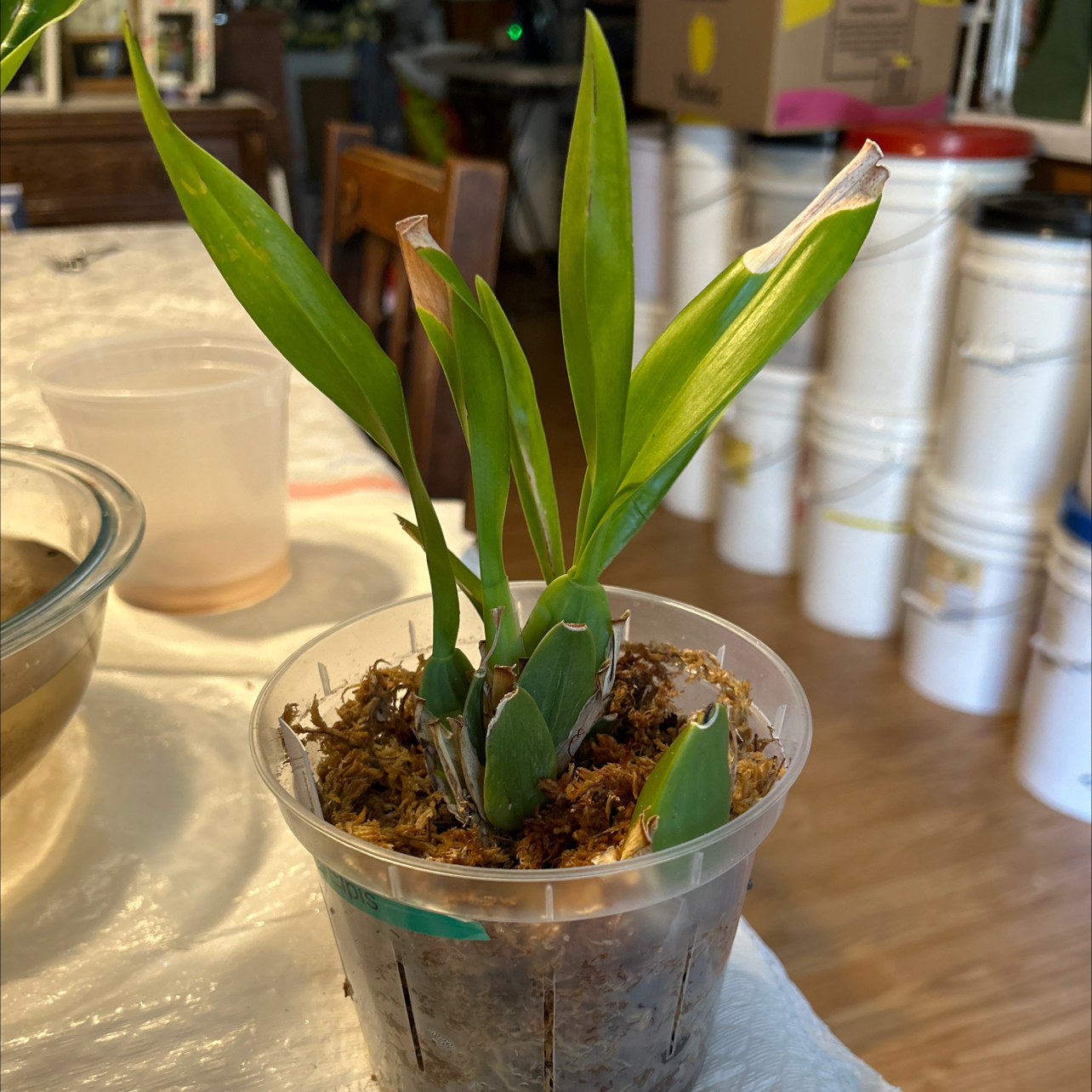 Oncidium sharry baby 'Sweet Fragrance' orchid in a clear plastic pot with visible soil and moss.