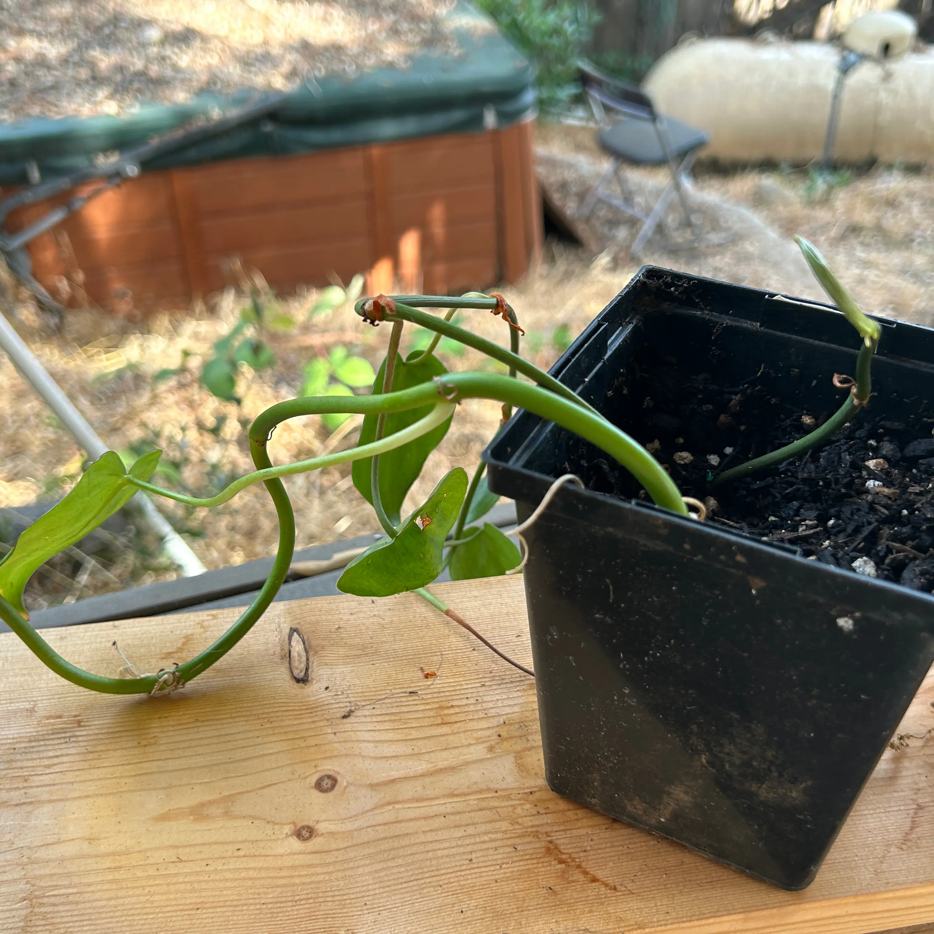 Camposportoanum Velvet Shield plant in a black pot with visible soil and some browning leaves.