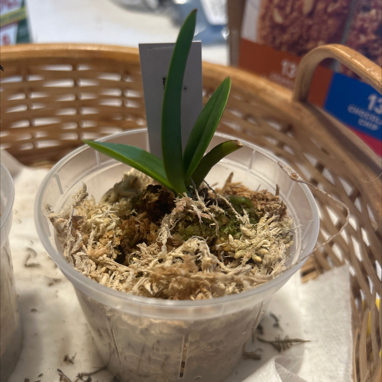 Young Cattleya Orchid plant in a transparent pot with moss, placed in a basket.