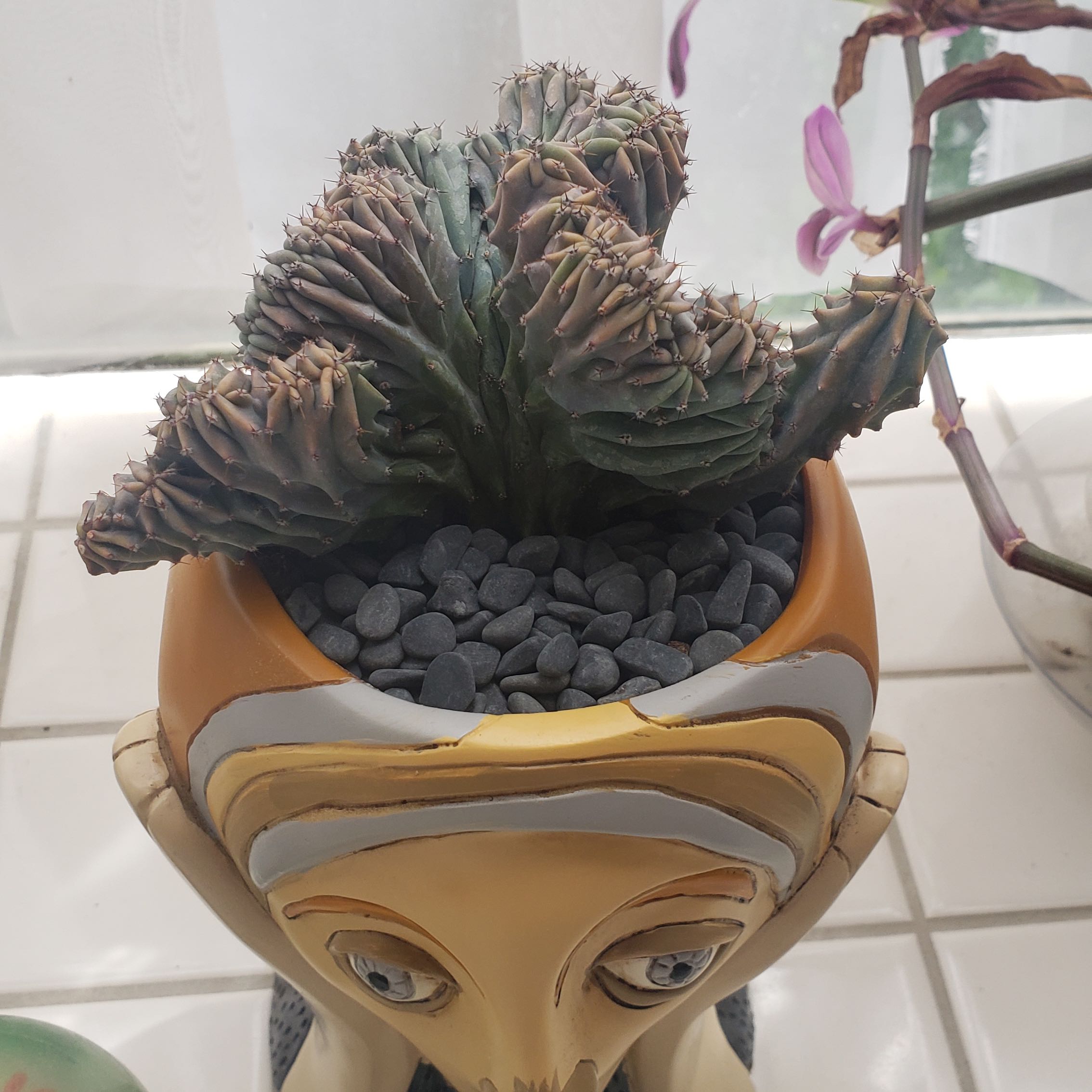 Crested Blue Flame plant in a decorative pot with black pebbles, another plant in the background.
