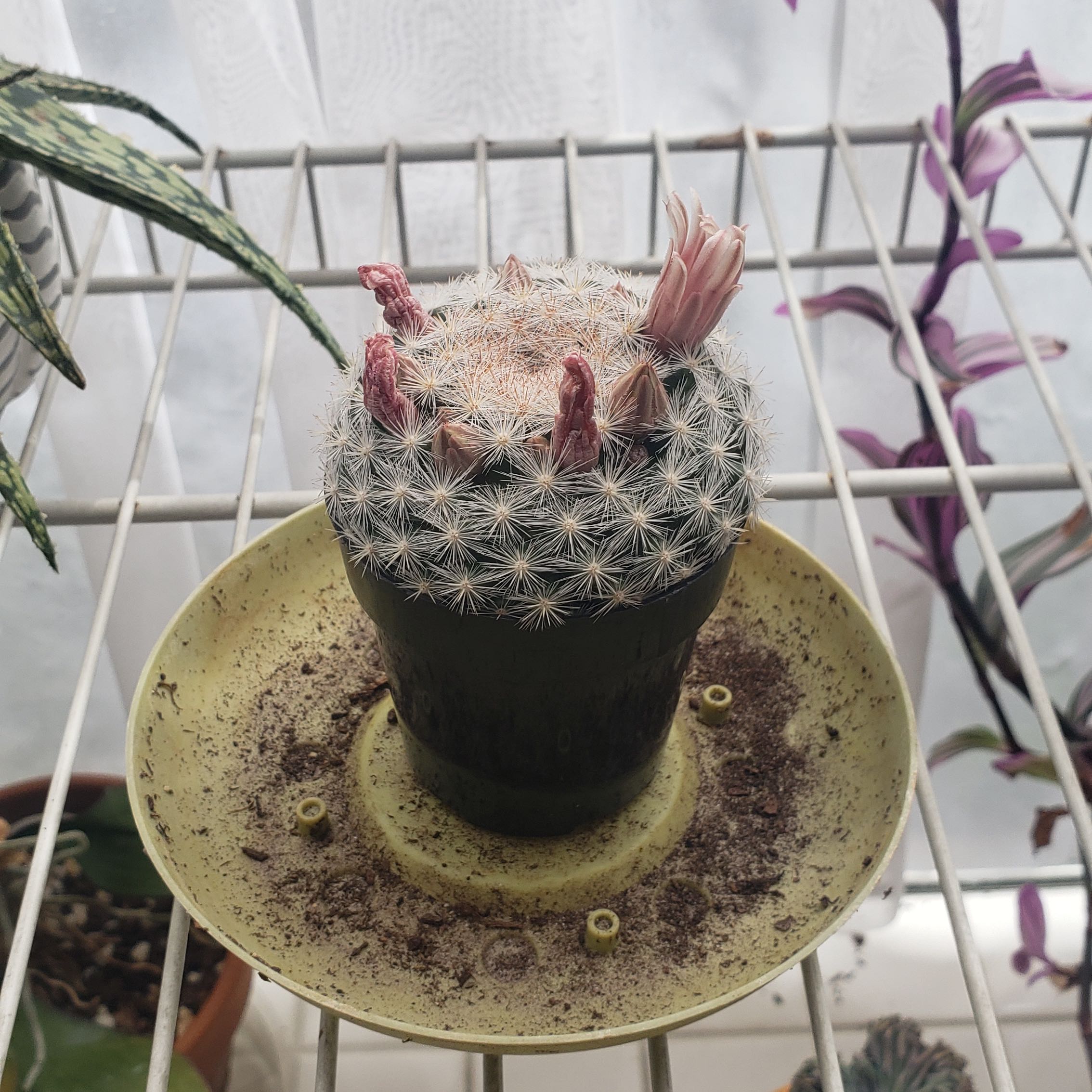 Cactus, likely Mammilloydia, in a pot with pinkish growths on top, placed on a saucer.