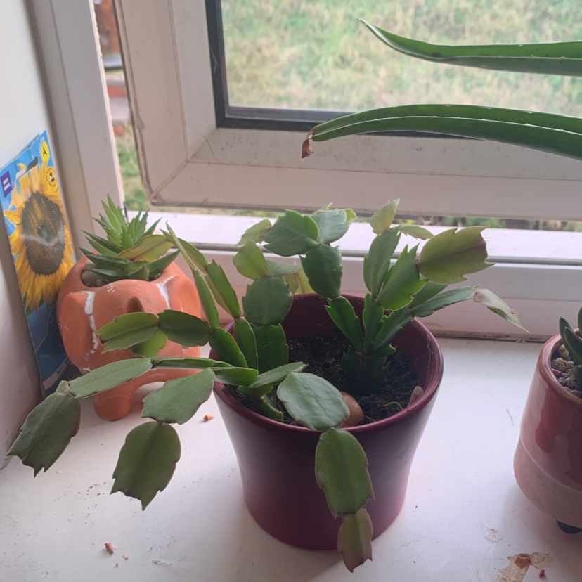 False Christmas Cactus plant photo by @StokesyH named Crimbo on Greg, the plant care app.