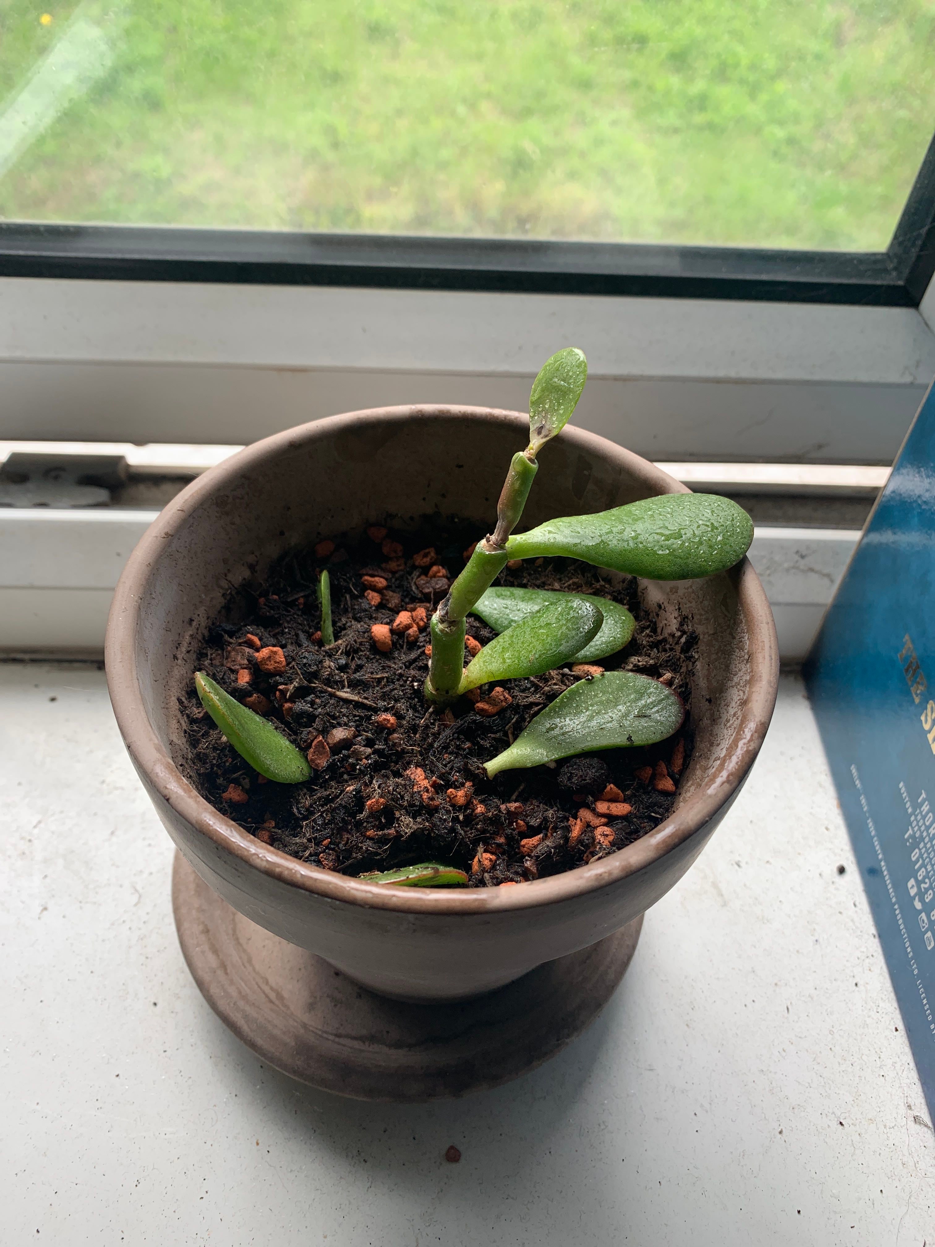 Detailed care essentials