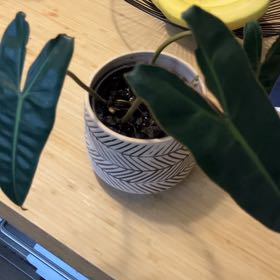 Photo of the plant species Philodendron billietiae atabapoense by @HeroSwisspine named Jolene on Greg, the plant care app