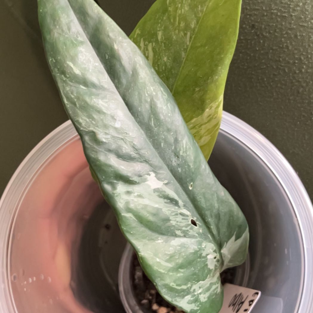 Photo of the plant species Epipremium Albo by @HeroSwisspine named Henri on Greg, the plant care app
