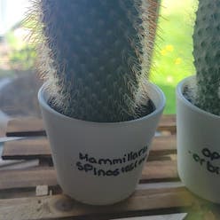 Spiny pincushion cactus plant