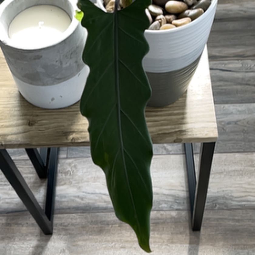 Photo of the plant species upright elephant ear by @AgelessGalega named Dolores on Greg, the plant care app