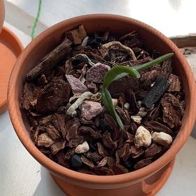 Photo of the plant species Renanthera Orchid by @UltraRoseheath named Orwell on Greg, the plant care app