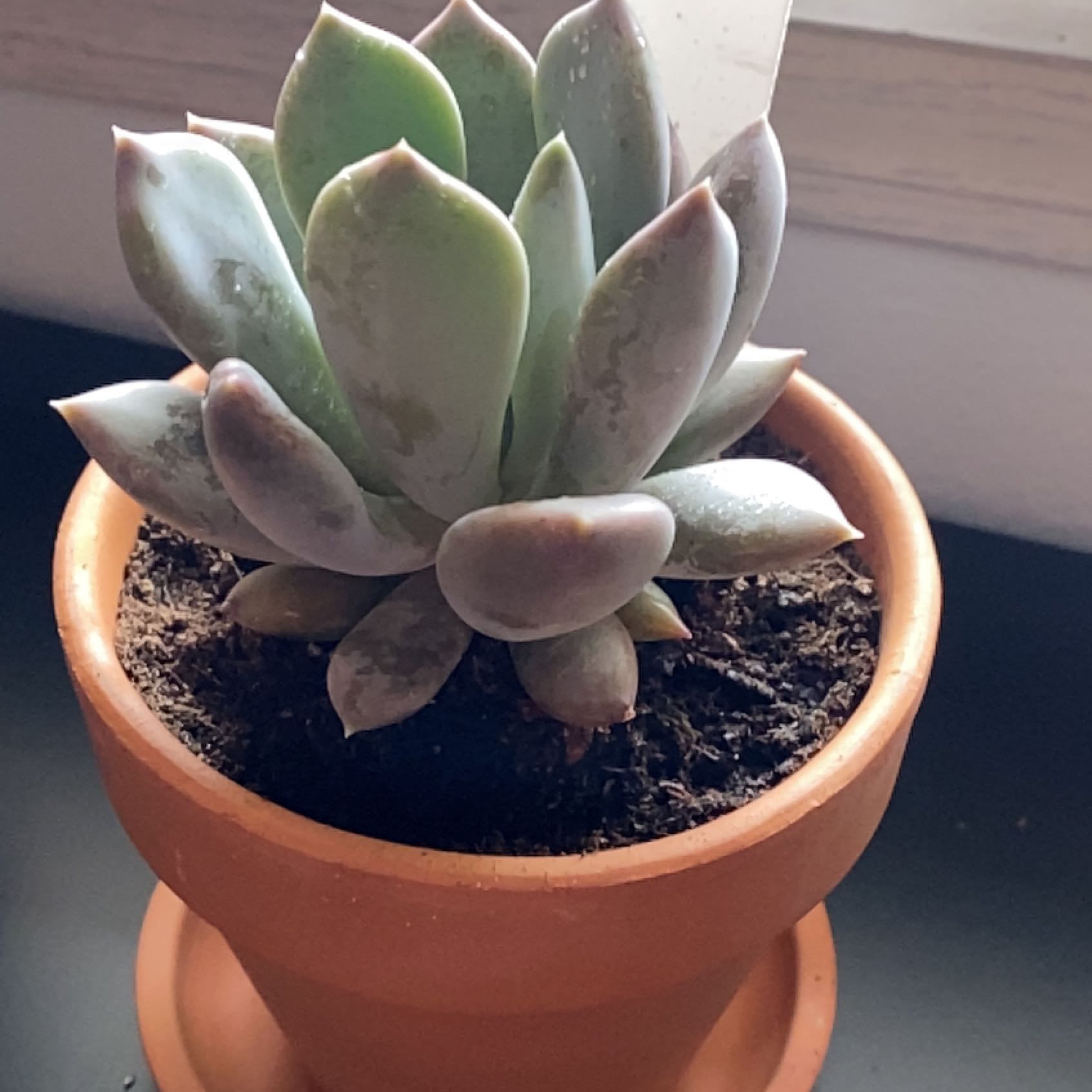 Photo of the plant species Draco Echeveria by @EnjoyableFeijoa named Eranikus on Greg, the plant care app