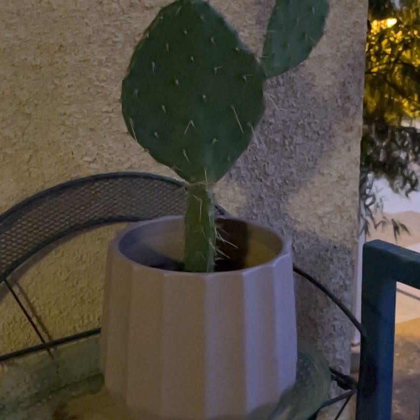 Photo of the plant species Prickly Pear by @EternalAssamtea named Keanu Leaves on Greg, the plant care app