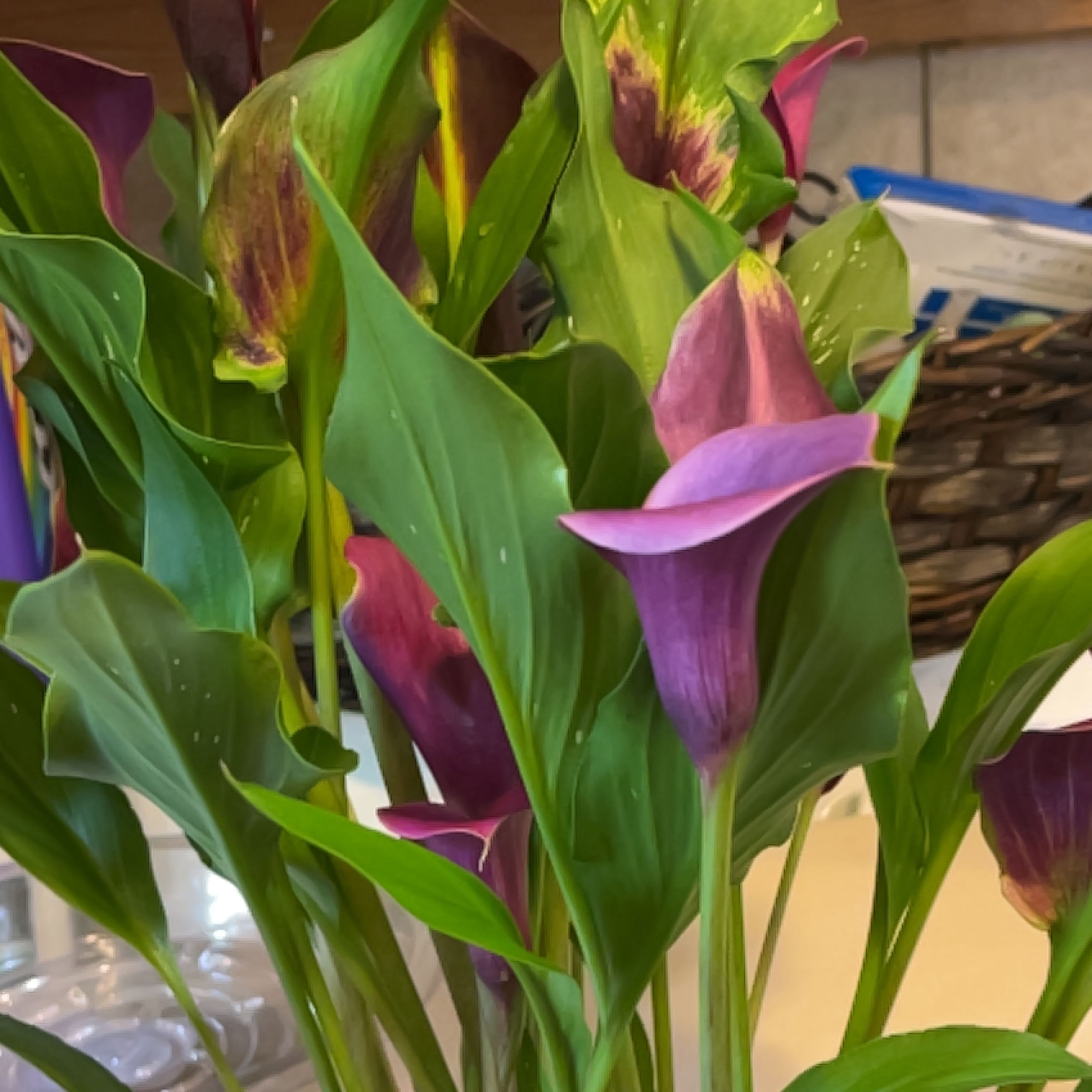 Photo of the plant species Tropical Mexican Clover by @UncommonMum named Fernie Mac on Greg, the plant care app