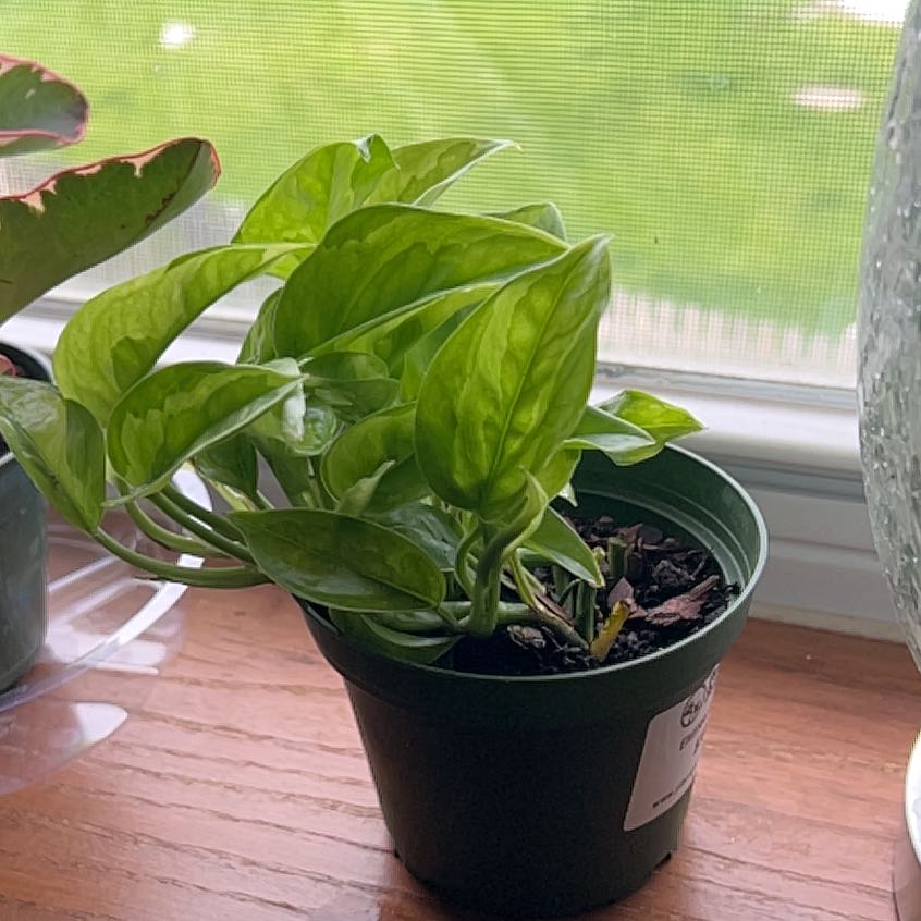Potted Emerald Pothos plant with vibrant green leaves on a windowsill.