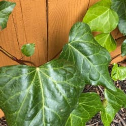 Canarian Ivy plant