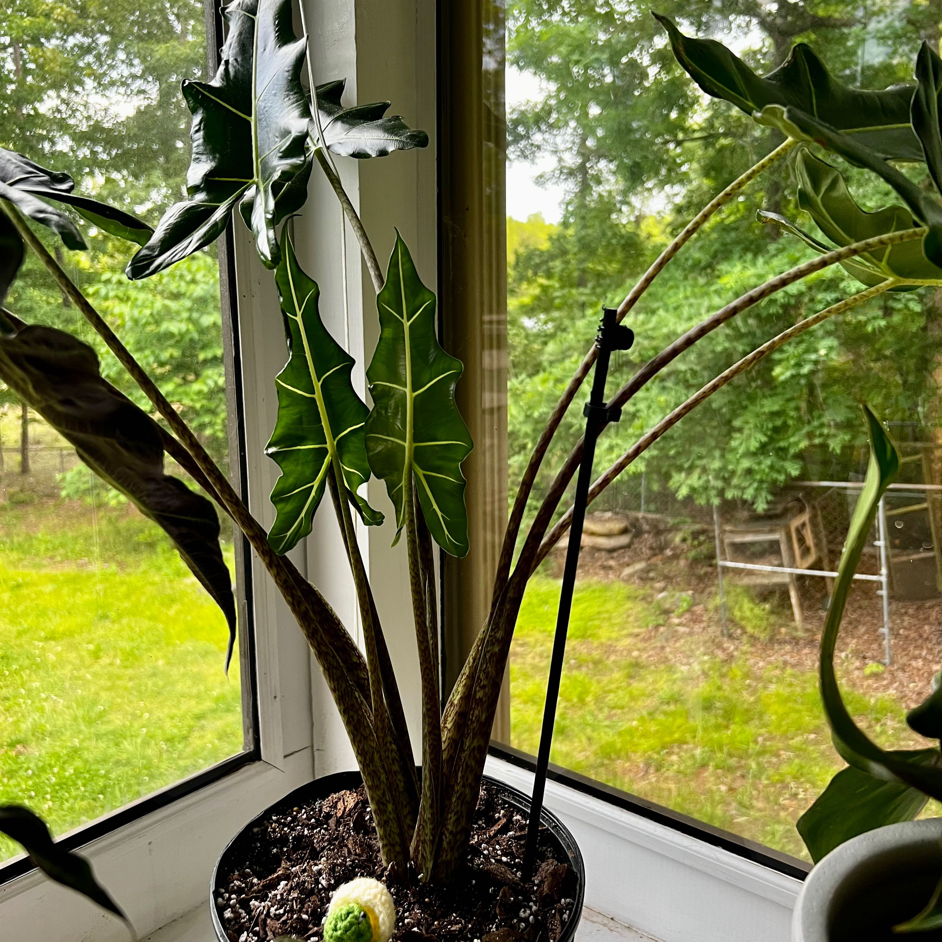 Photo of the plant species Little Zebrina Alocasia by @FirstKaraka named Zebrina on Greg, the plant care app