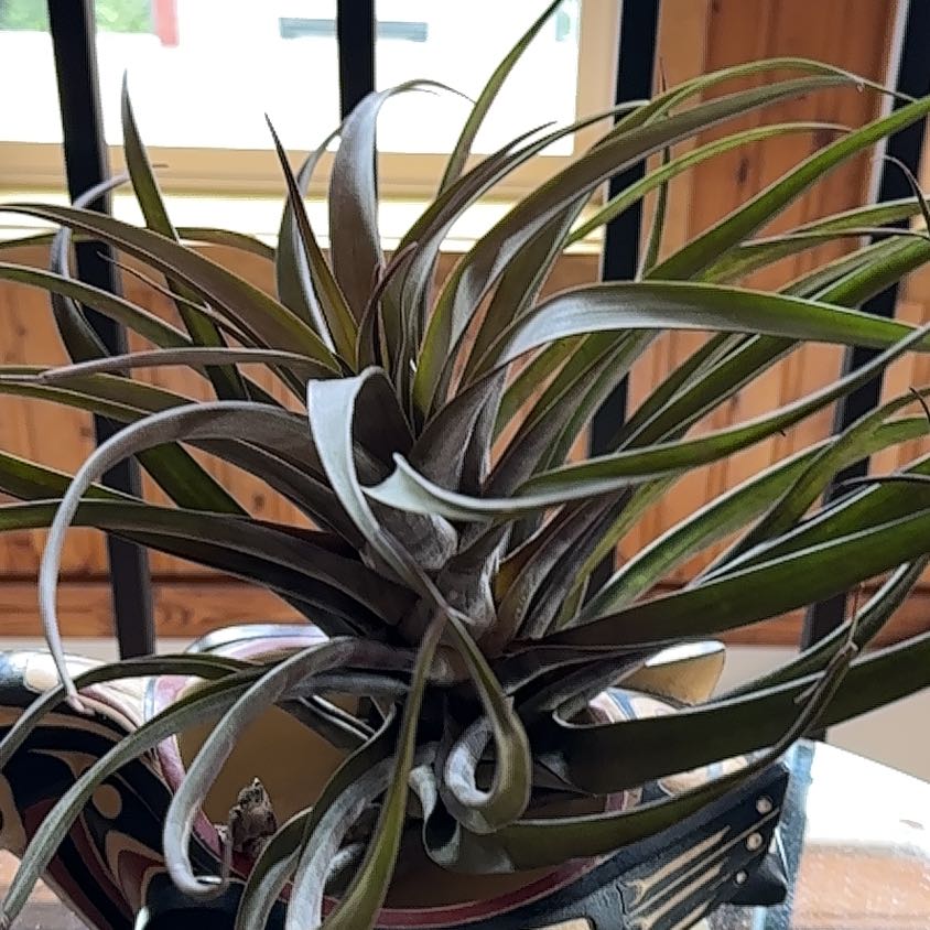 Photo of the plant species Novakii Air Plant by @FastVicksplant named James Dean on Greg, the plant care app
