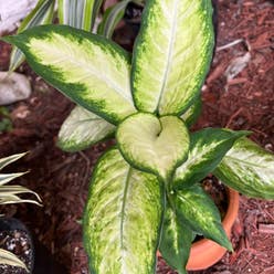 Dieffenbachia 'Camille' plant