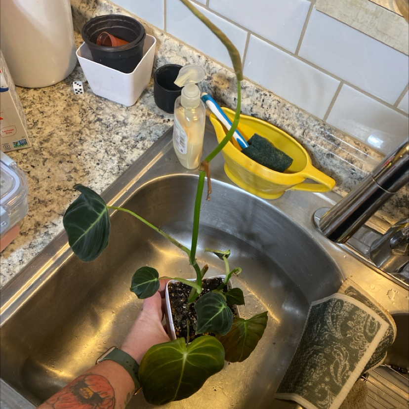 Philodendron 'Glorius' plant held over a sink with visible soil and some yellowing and browning leaves.
