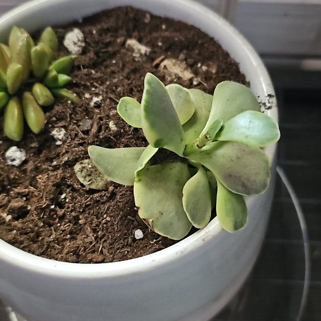 Photo of the plant species Jade by @ChirpyDill named Gregarious on Greg, the plant care app