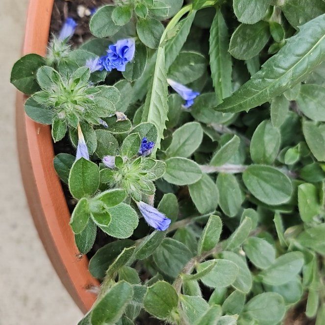 Photo of the plant species Evolvulus 'Blue My Mind®' by @ChirpyDill named Will's Blue One on Greg, the plant care app