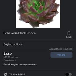 Black Prince plant