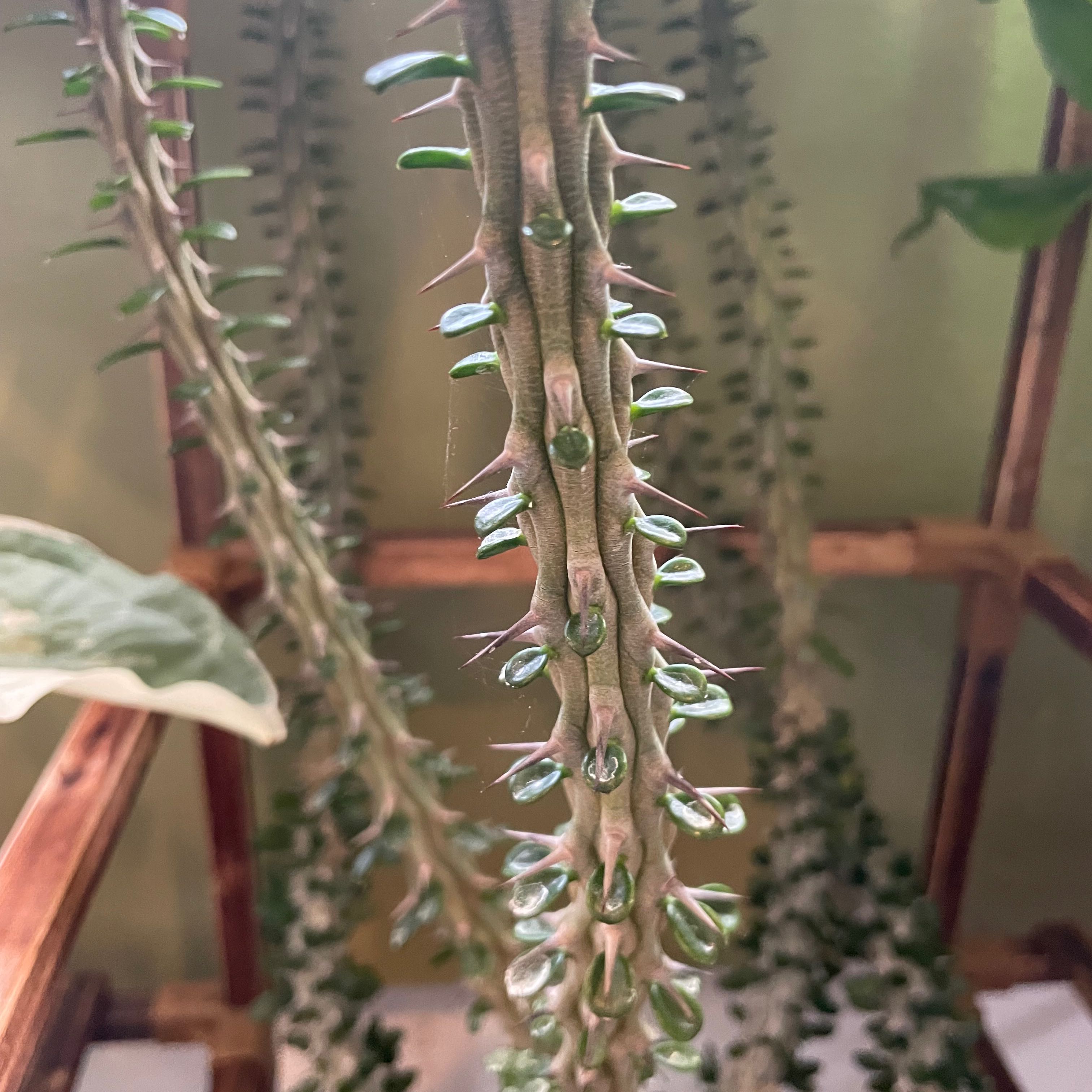 Close-up of an Ocotillo plant with spiny stems and small green leaves.