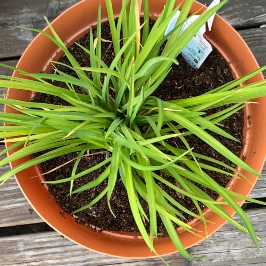 Photo of the plant species Reblooming Daylily by @SeeingGreen named Lily on Greg, the plant care app