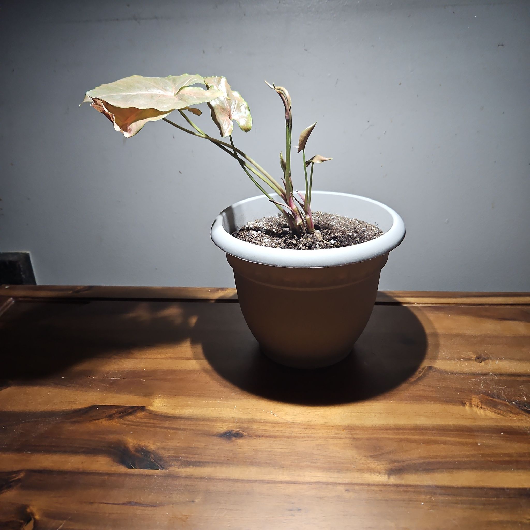 Photo of the plant species maria arrowhead plant by @BenevolentBeans named Prince on Greg, the plant care app