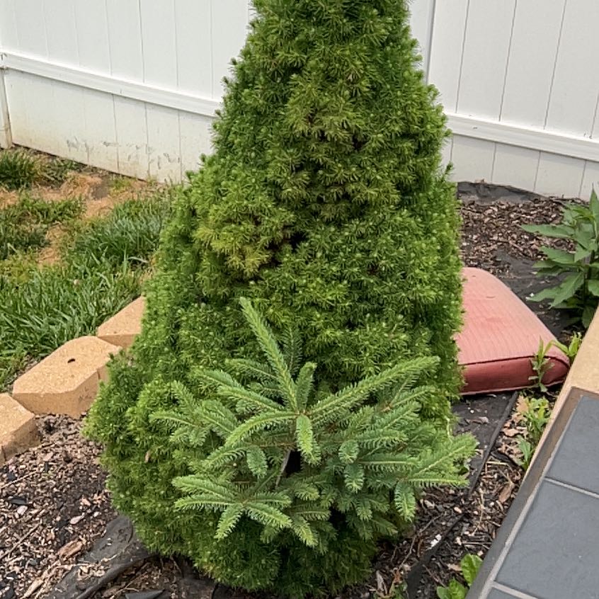Photo of the plant species Caucasian Fir by @SizzlingMakura named Gregarious on Greg, the plant care app