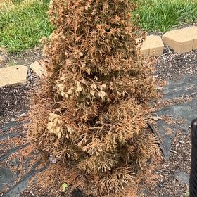Photo of the plant species Caucasian Fir by @SizzlingMakura named James Dean on Greg, the plant care app