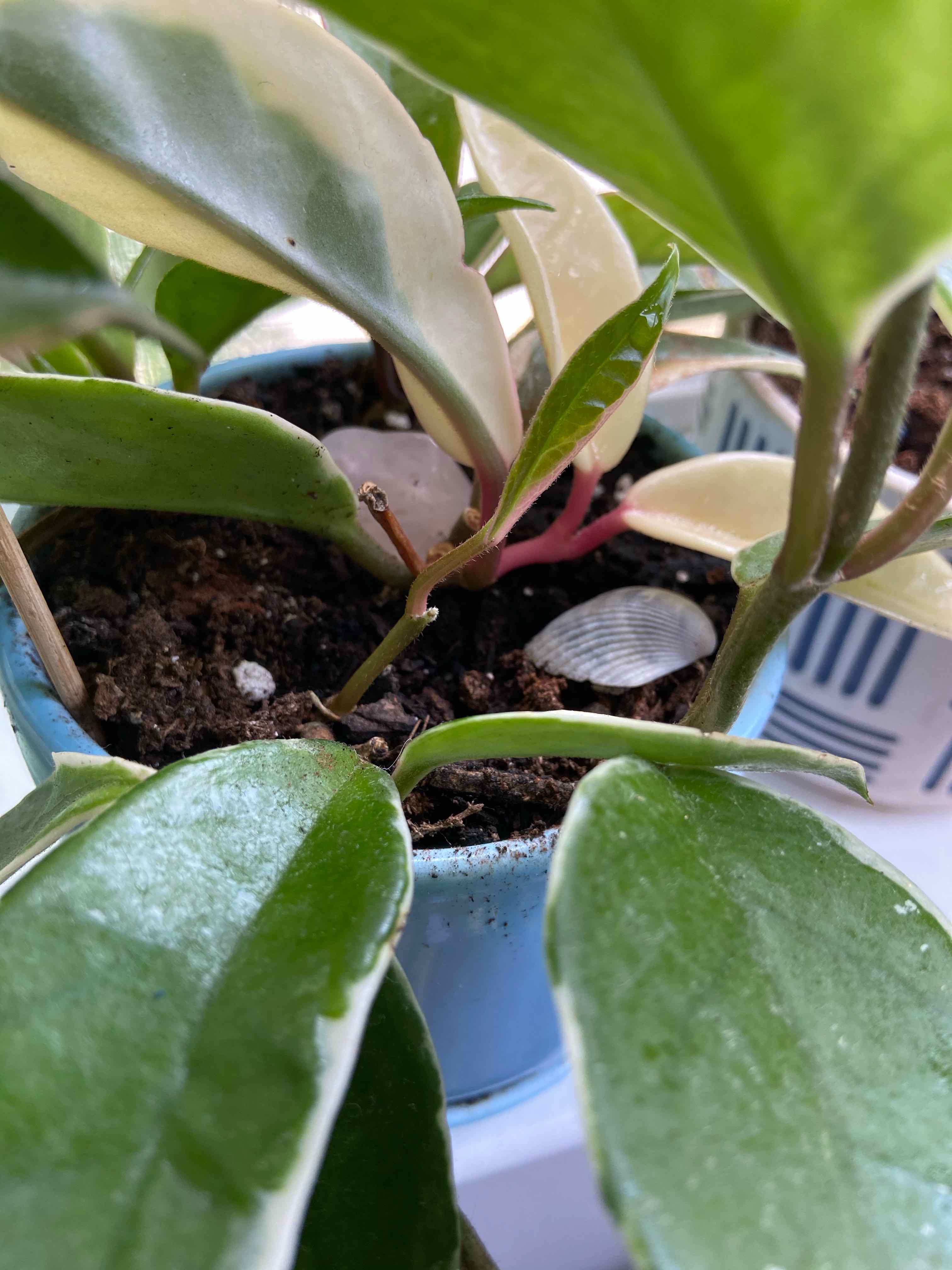 Variegated Hoya carnosa 'Compacta' plant in a pot with visible soil and healthy leaves.