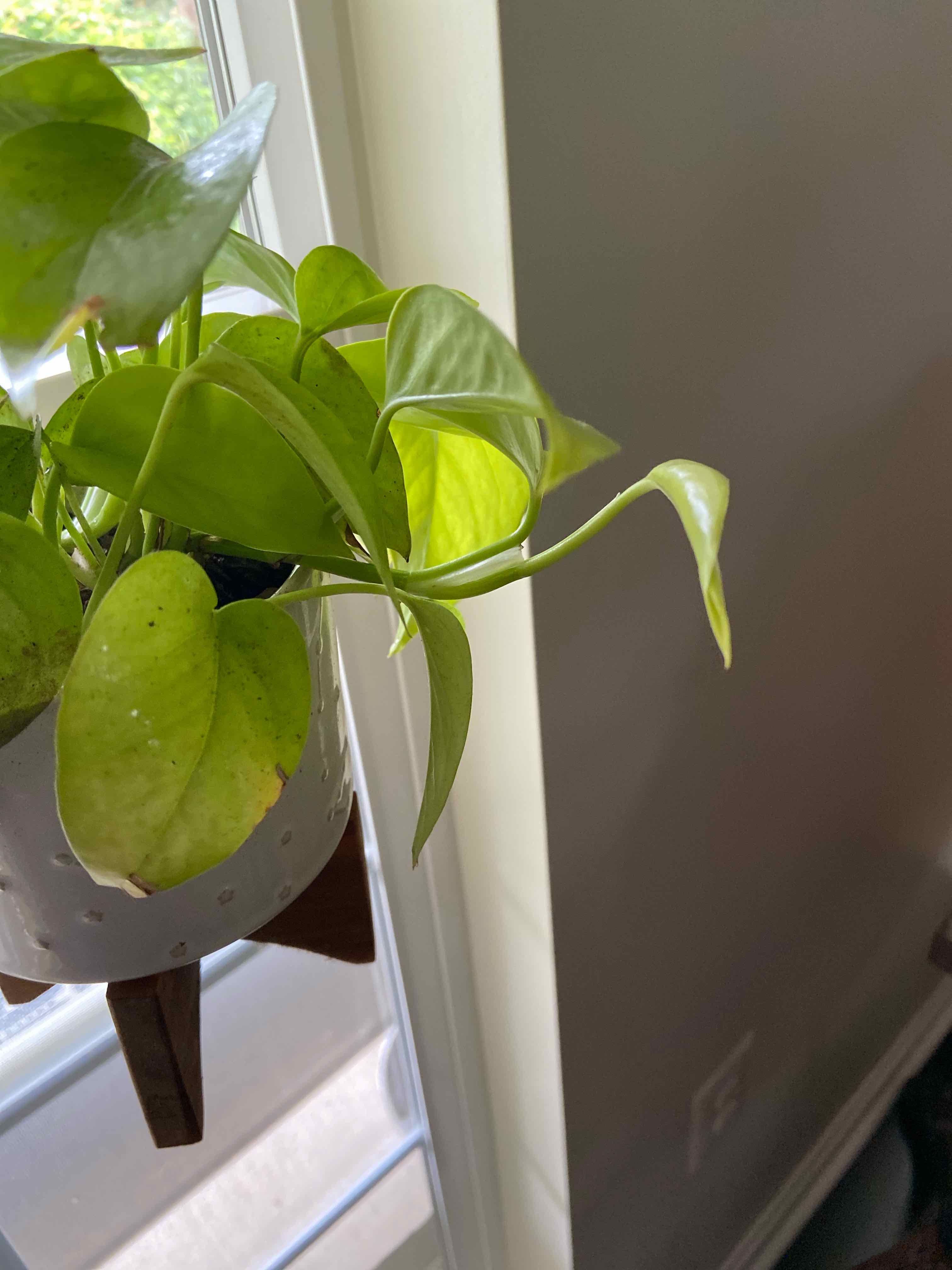 Neon Pothos plant near a window with vibrant green leaves.