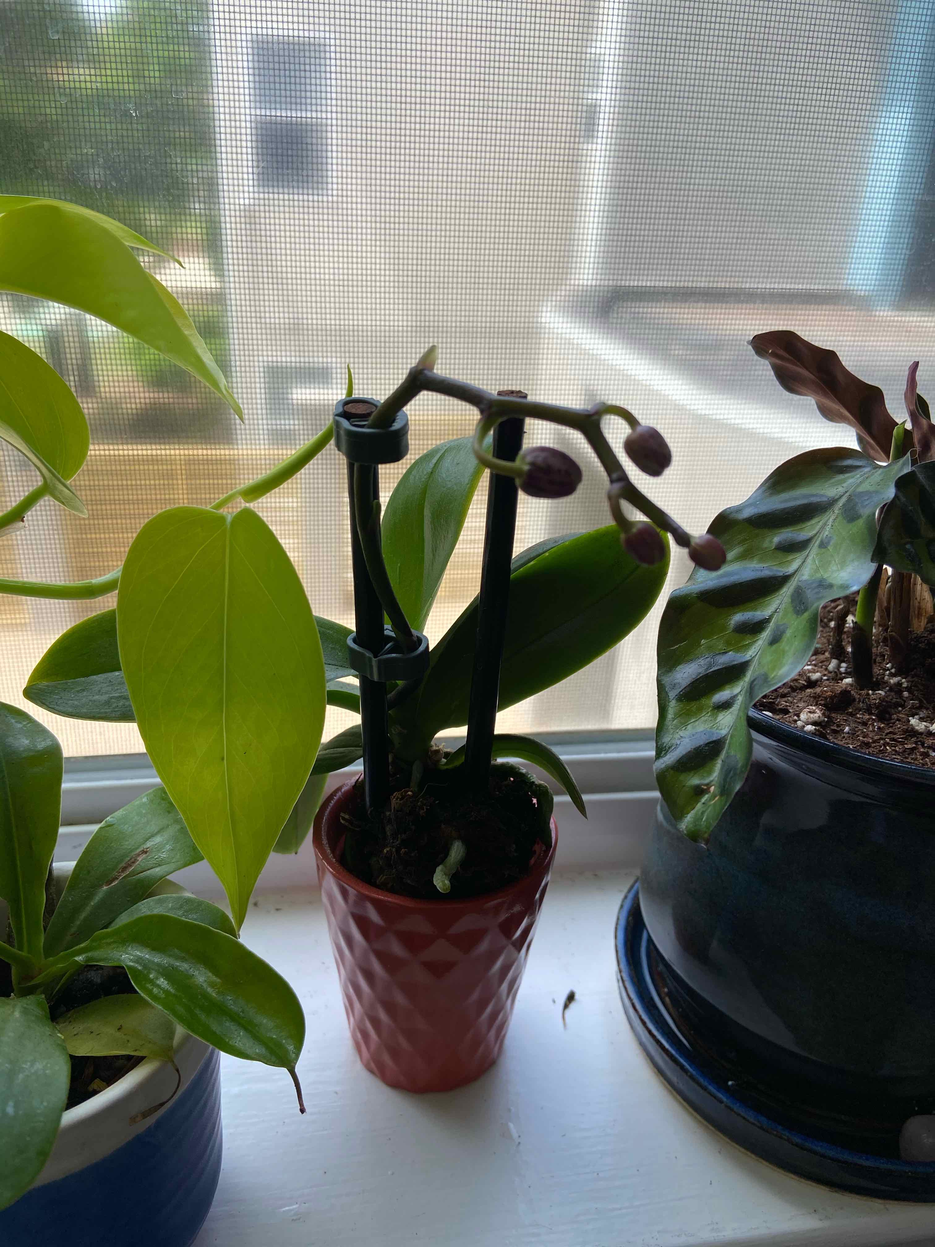 Noble Dendrobium plant in a small pot on a windowsill with visible buds and healthy leaves.