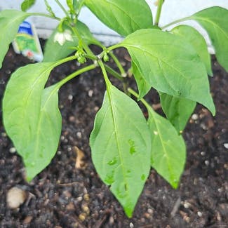 Pepper Plant plant in Sarasota, Florida
