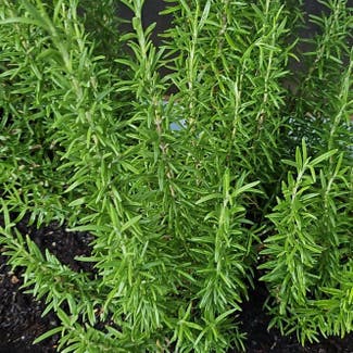 Rosemary plant in Sarasota, Florida