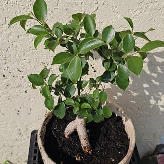 Ficus Ginseng plant in Sarasota, Florida