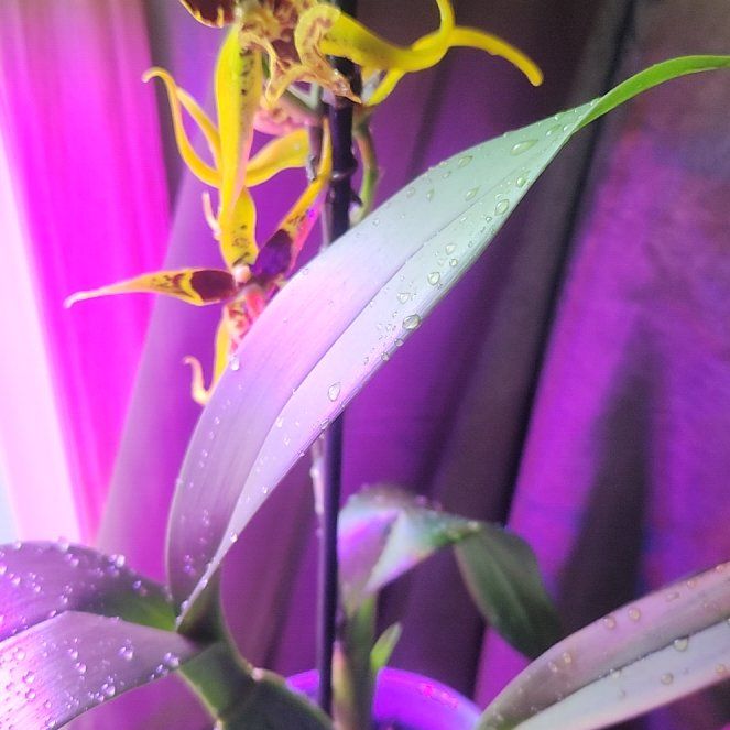 Photo of the plant species Orchard by @SoignePegaropa named Sing 🪴 on Greg, the plant care app