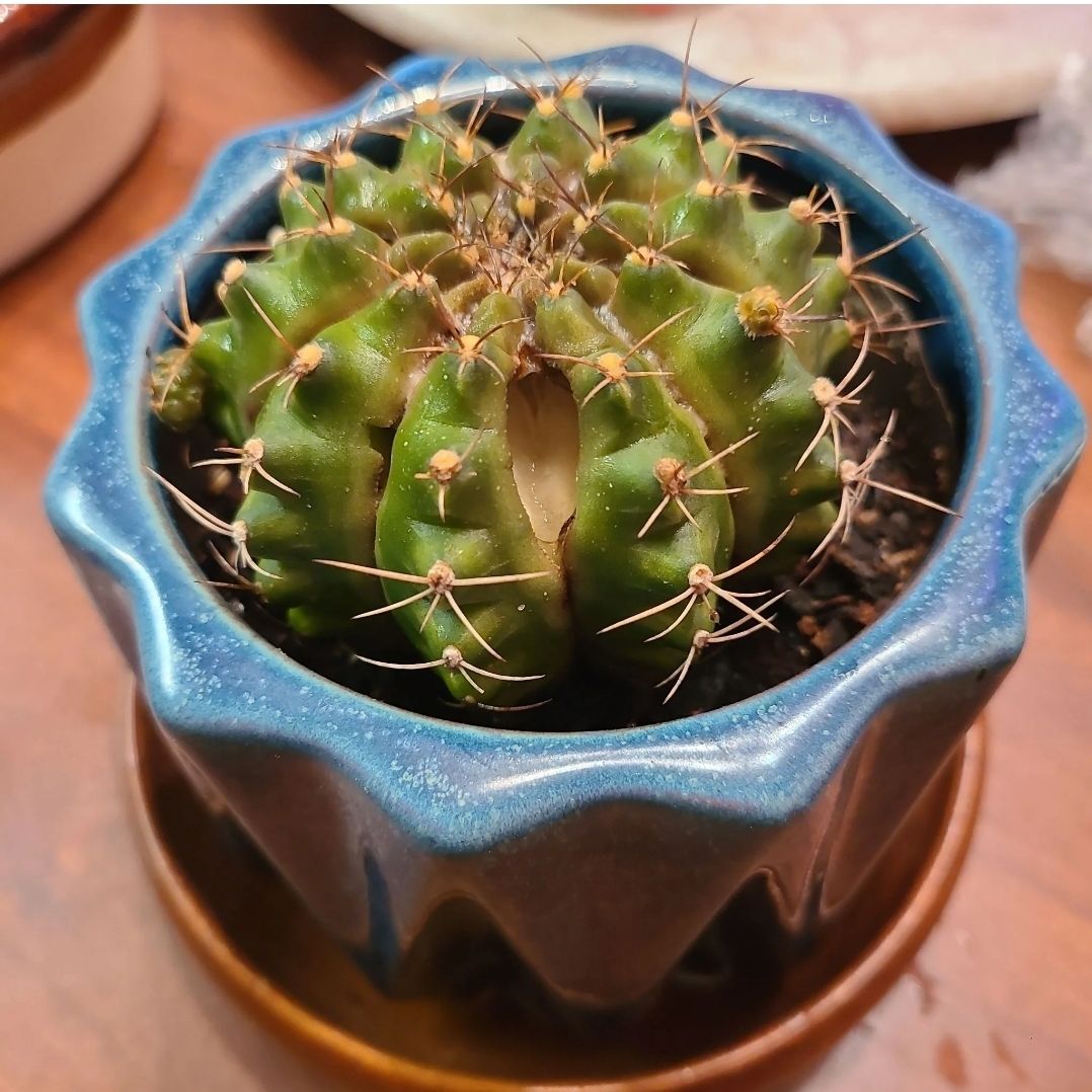 Miniature Barrel Cactus in a blue pot, healthy and well-framed.