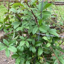 Southern Dewberry plant
