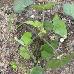 Sweet Potato Vine plant